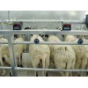 Impianti di mungitura per capre e ovini