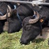 Решения для буйволов